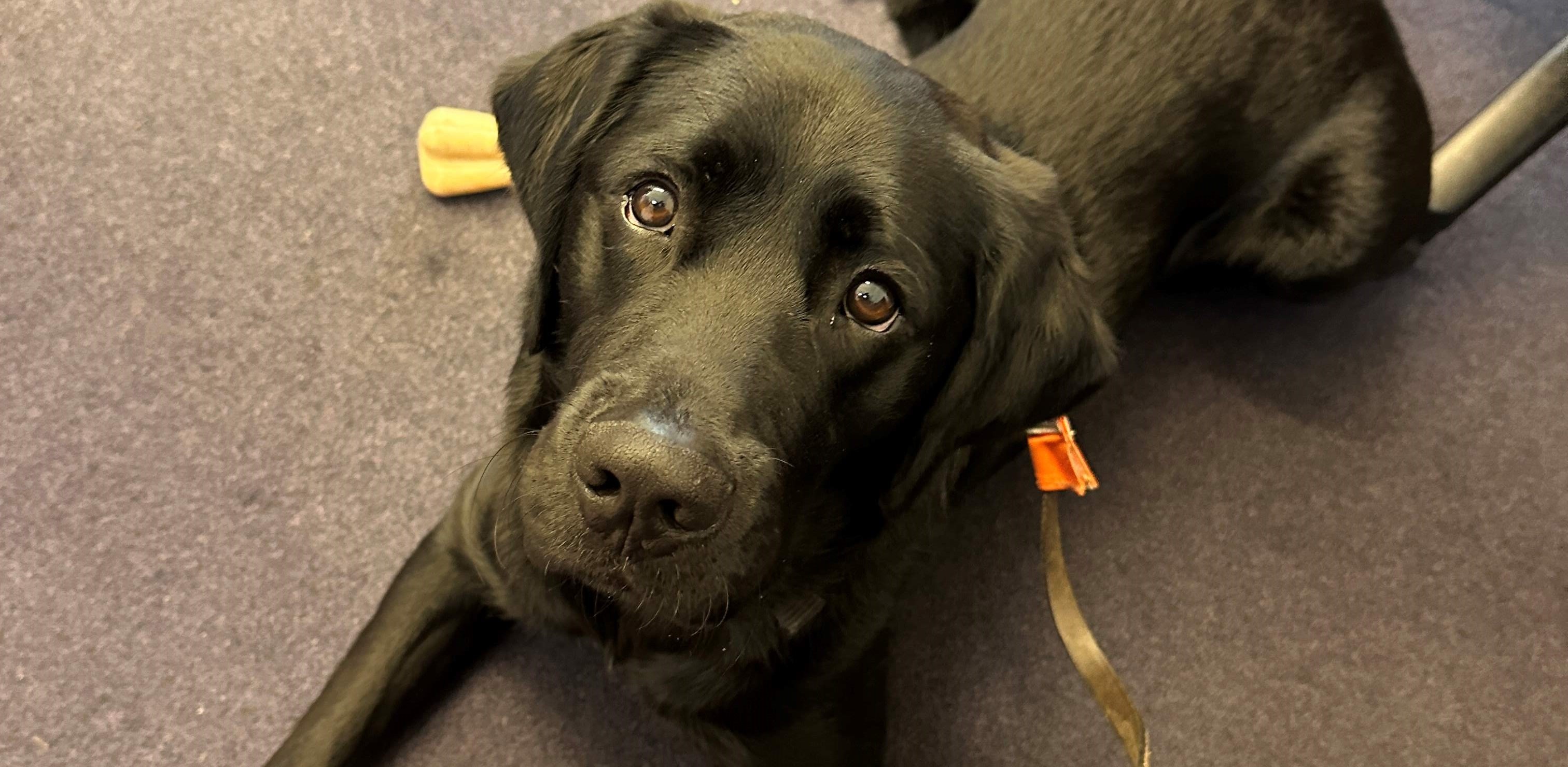 Nairn the guide dog