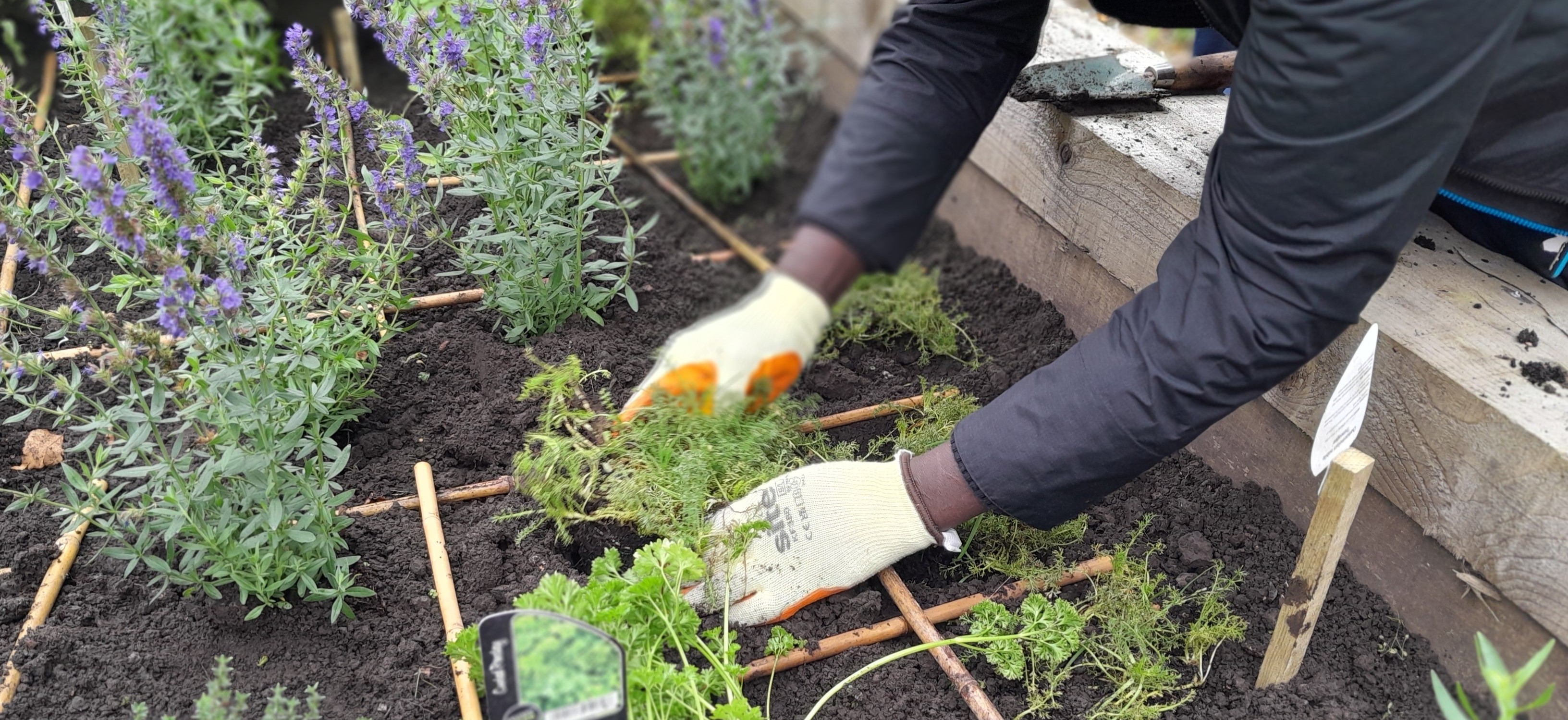 Hands planting in a raised bed.