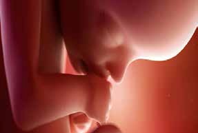 picture of baby in womb